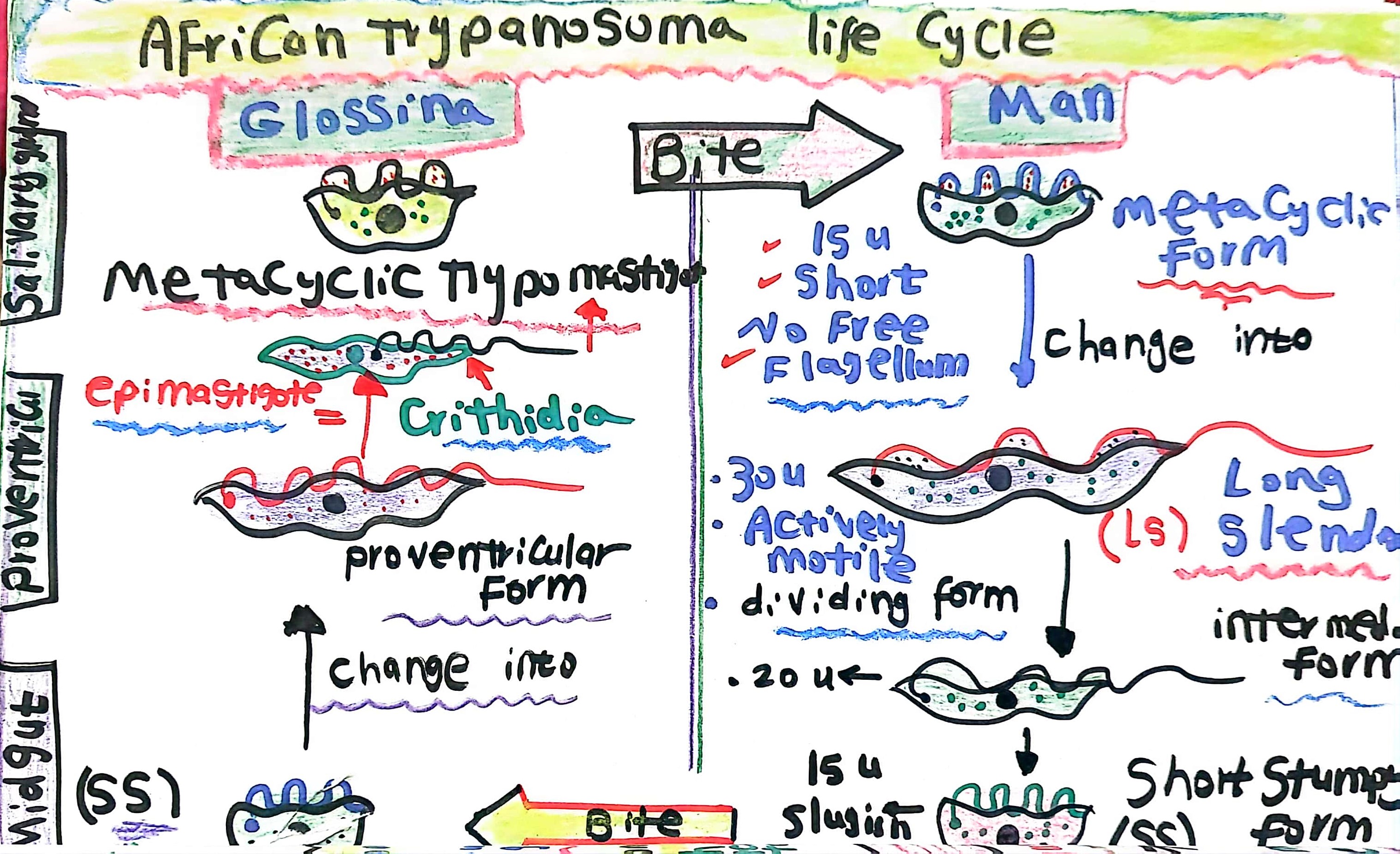 Parasitological Simplified Illustrations, Marwa Omar