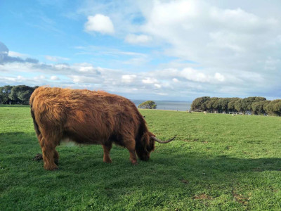 Highland Cattle