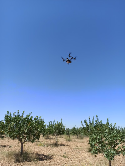 Drone Flying over a Pistachio Orchard