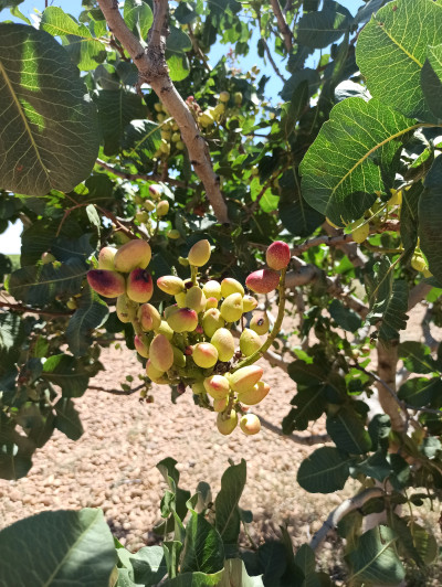 Bunch of Pistachio Nuts