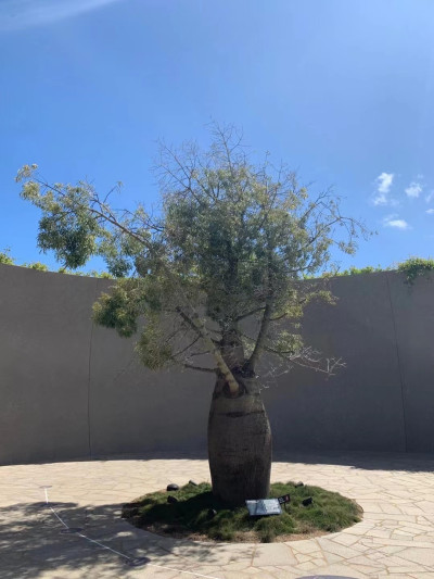 Queensland Bottle Tree