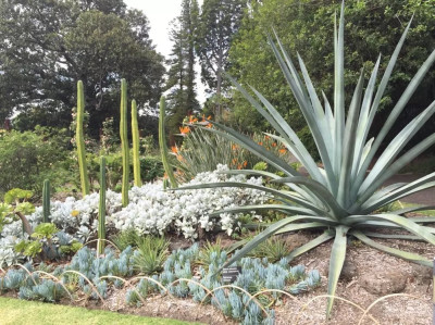 Cereus Cactus