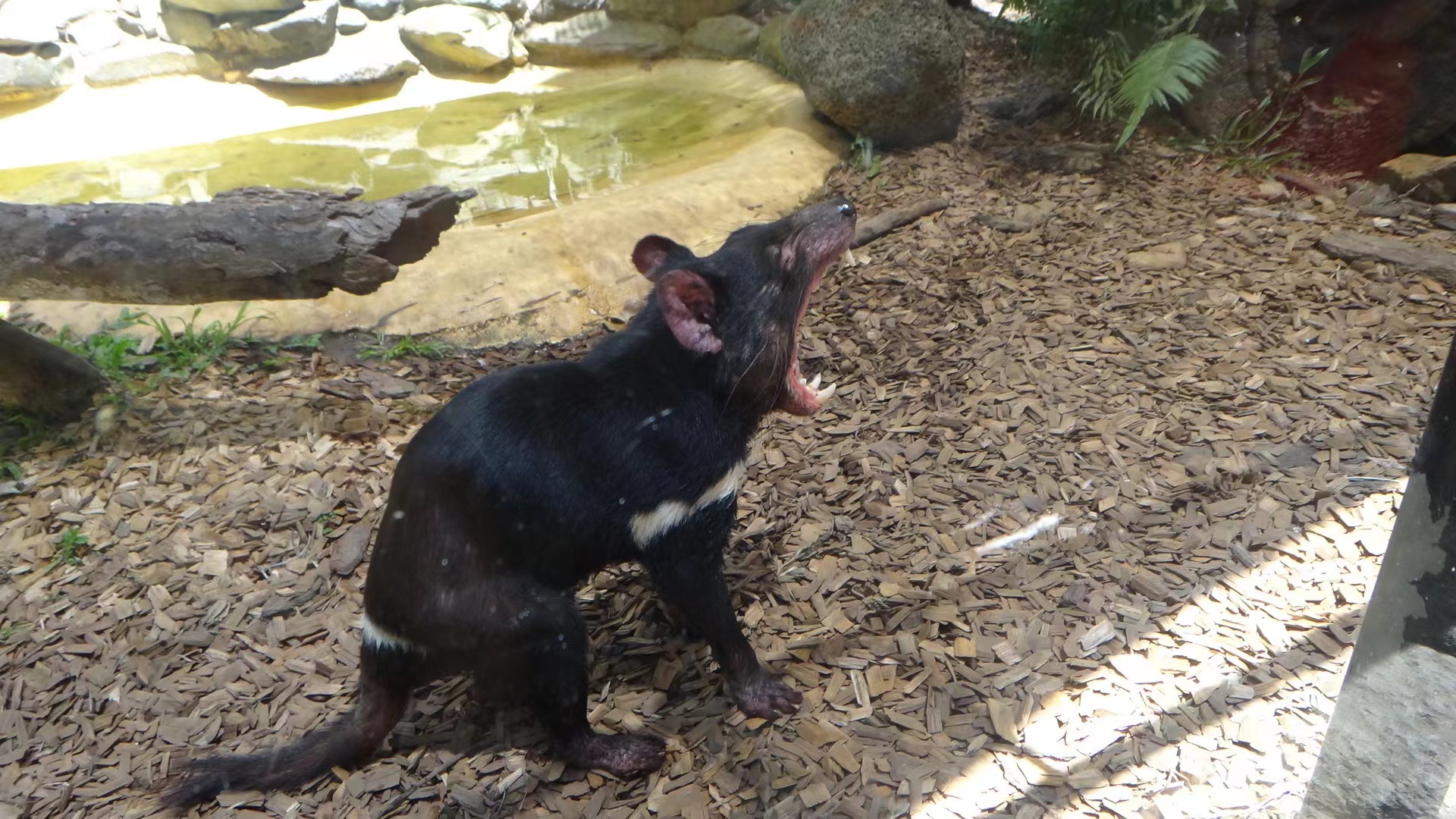 Tasmanian Devil Facts - Animal Facts Encyclopedia
