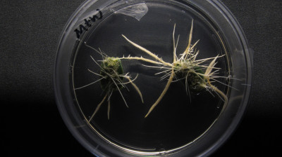 Soybean Hairy Roots