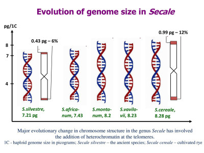 Evolution of Genome Size in Secale