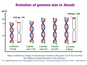 Evolution of Genome Size in Secale