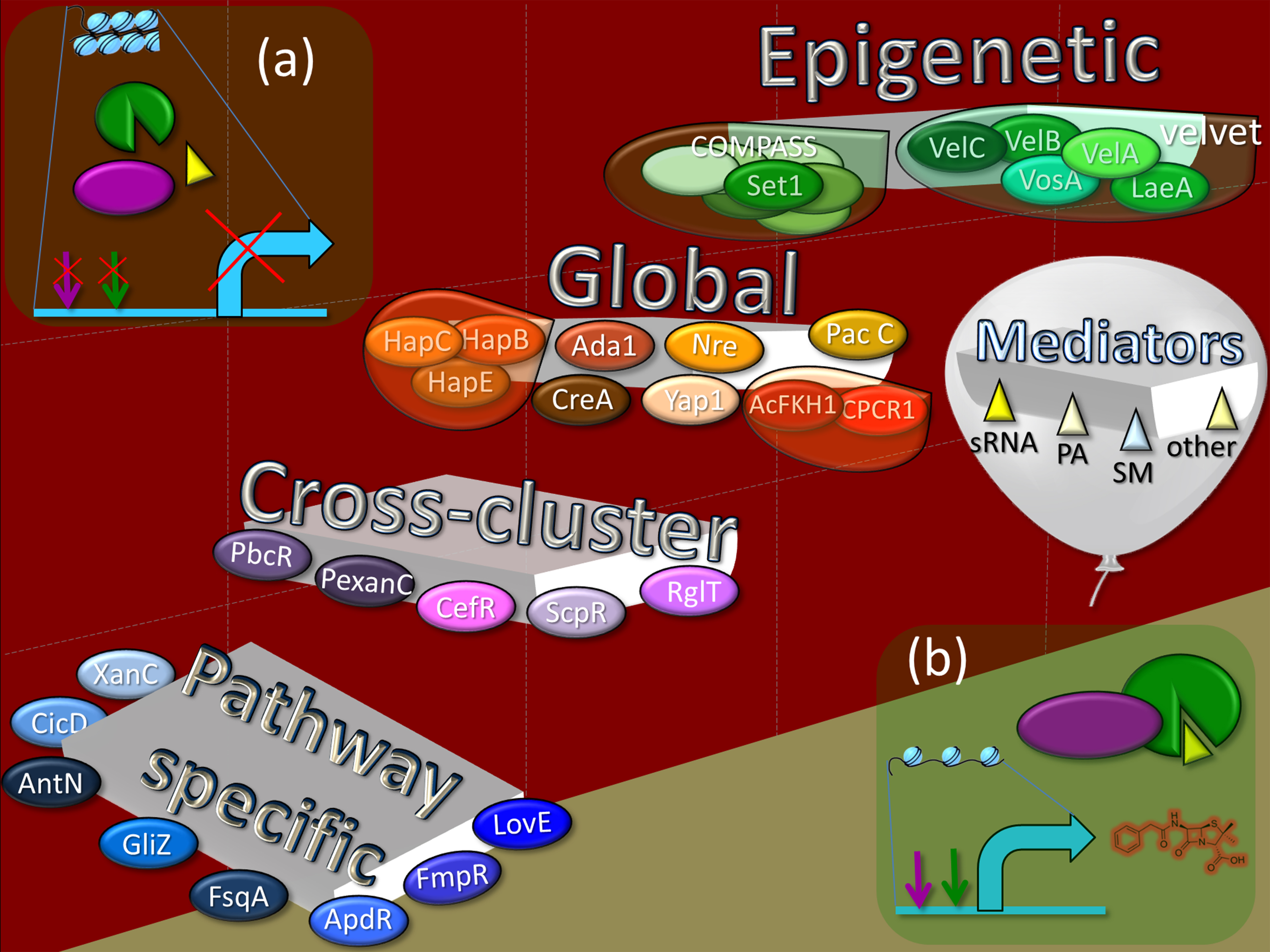 Regulation Levels of the Biosynthesis of Secondary Metabolites in Fungi ...