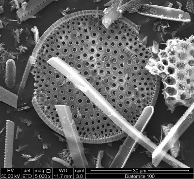 SEM-Micrograph of Fossil Diatom Fragments
