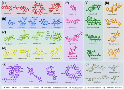 Main Types of Fungi Secondary Metabolites