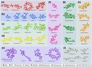 Main Types of Fungi Secondary Metabolites
