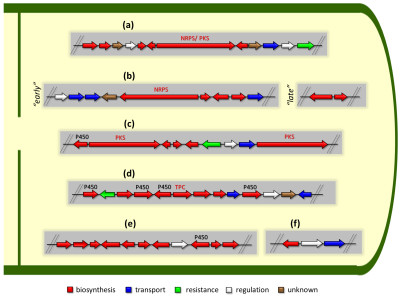 Organization of Biosynthetic Gene Clusters in Fungi