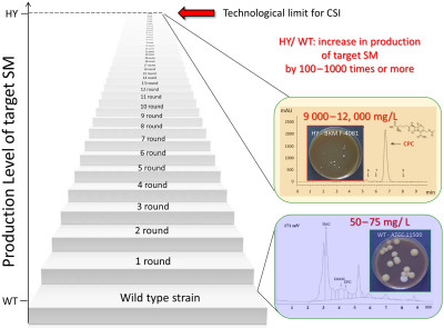 Classical Strain Improvement for Increasing Production of Fungal Secondary Metabolites