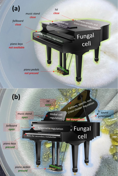 Piano Model for Describing the Principle of Secondary Metabolites Production