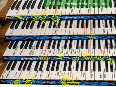 Organ Model for Localization of BGCs on Penicillium chrysogenum Chromosomes