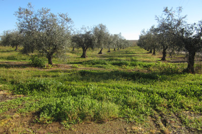 Traditional Olive Orchard