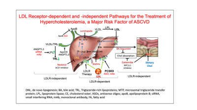 LDLR-dependent and Independent Pathways to Control LDL