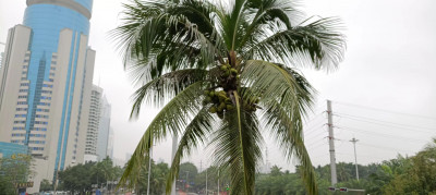 Coconut Tree