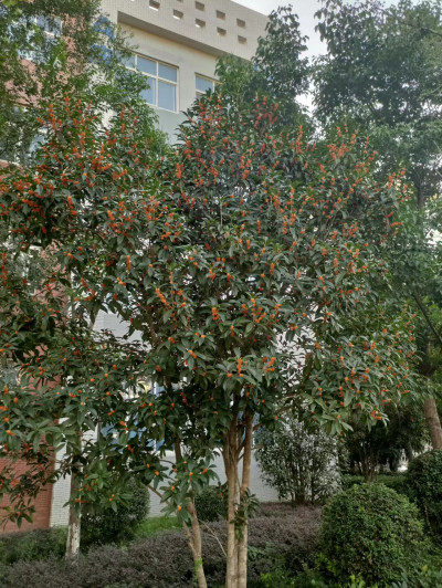 Osmanthus fragrans