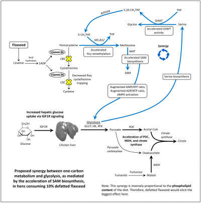 One-Carbon Metabolism and Glycolysis in Hens Consuming 10% Defatted Flaxseed.