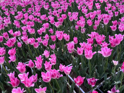 Tulipa gesneriana