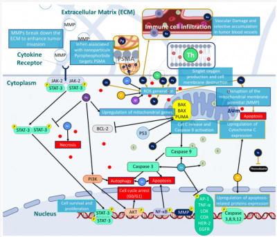 Photodynamic Therapy Mechanims