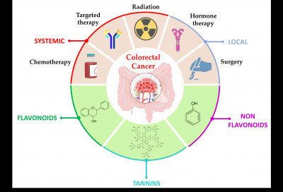 Conventional and Natural Therapies for Colorectal Cancer