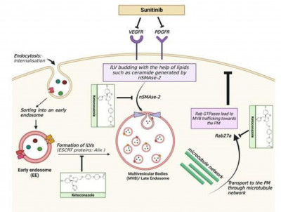 Sunitinib in Combination Therapy with Ketoconazole in RCC