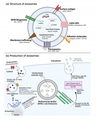 Structure and Production of Exosomes