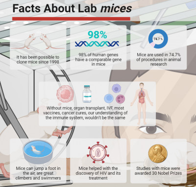 Facts About Lab mices