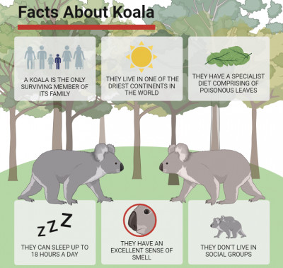 Facts about Koala