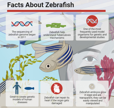 Facts about Zebrafish