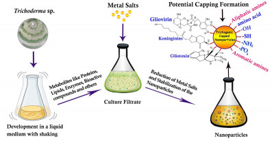 The Proposed Scheme of Synthesis of Nanoparticles by Trichoderma Biomolecules