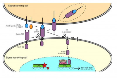 NOTCH Signalling in Ovarian Cancer Angiogenesis