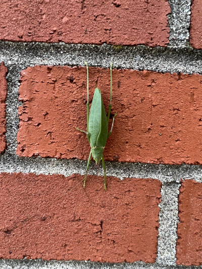 Common True Katydid