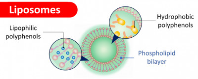 Liposome-Polyphenol