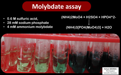 Molybdate Assay