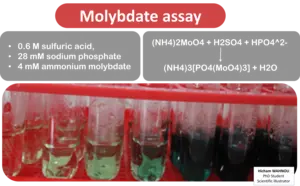 Molybdate Assay