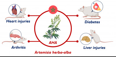 Moroccan Artemisia herba alba