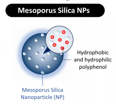 Mesoporus Silica Nanoparticle-Polyphenol