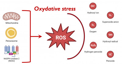 Oxydative Stress