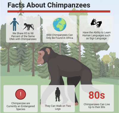 Facts About Chimpanzees