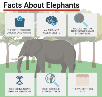 Facts About Elephants