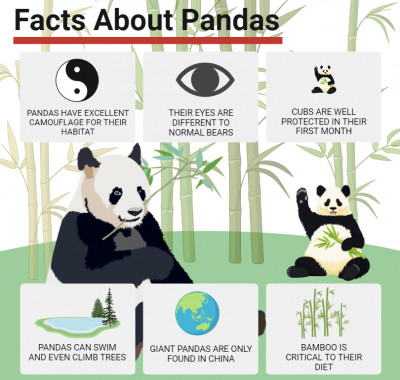 Facts About Pandas