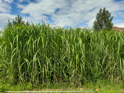 Miscanthus × giganteus Plantation