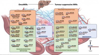 Principal miRNAs with Relative Targets Involved in HCC-Progression Mechanisms.