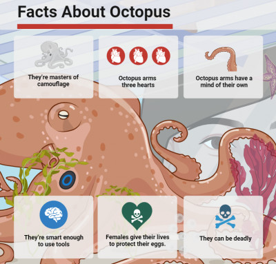 Fun Facts About Octopus