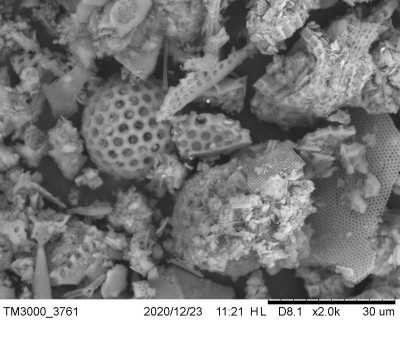 SEM Micrograph of Diatomite (Regularly Porous Materials of Natural Origin)