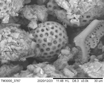 SEM Micrograph of Diatomite (Regularly Porous Materials of Natural Origin)