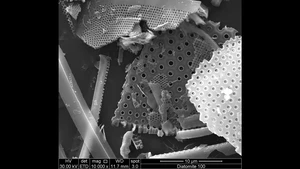 Scanning Electron Microscopy Micrograph of Diatomite Fragments