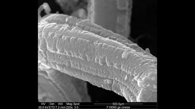 SEM Micrograph of an Expanded Graphite Flake